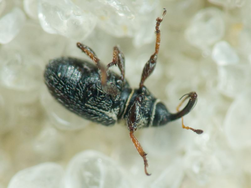 Mecinus plantaginis (Eppelsheimer, 1875)